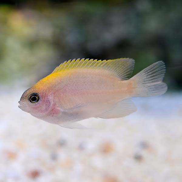 Pink Damsel Size: S 1" to 2"