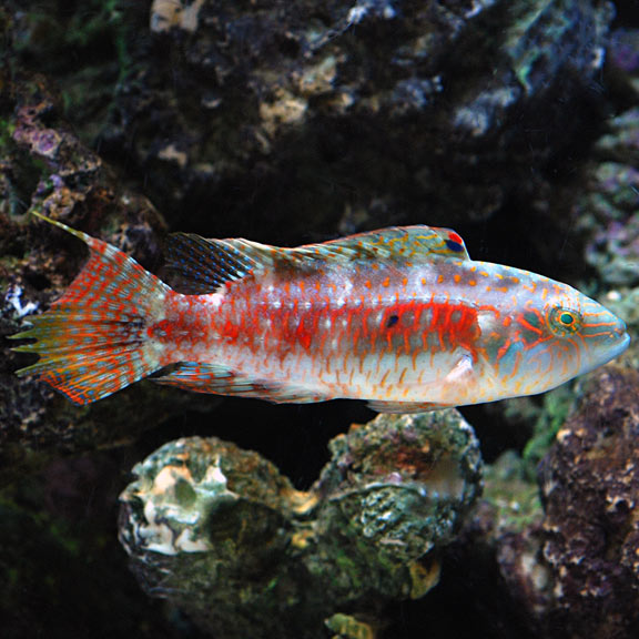 Twospot Wrasse Size: M 2" to 3"
