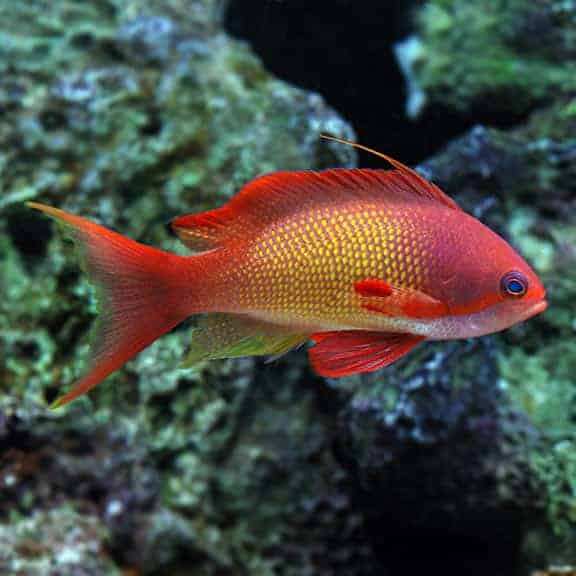 Male Lyretail Anthias (Maldives) - Violet Aquarium 