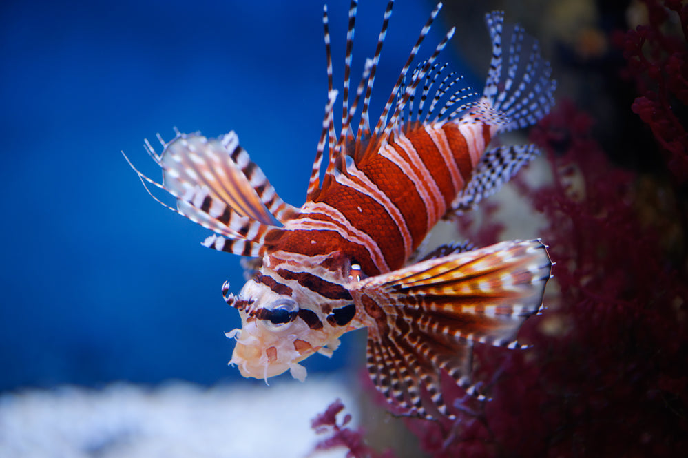 Dwarf Lionfish - Violet Sea Fish and Coral
