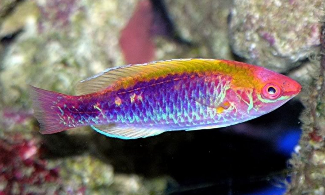 Lubbock's Fairy Wrasse - Violet Sea Fish and Coral