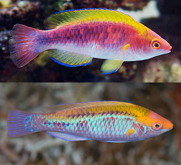 Lubbock's Fairy Wrasse - Violet Sea Fish and Coral