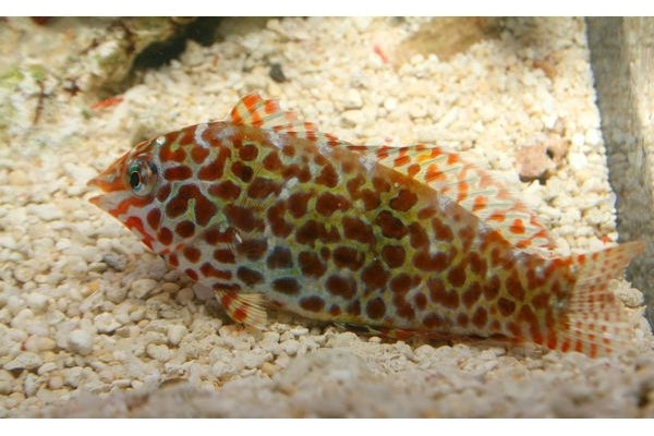 Meleagris Leopard Wrasse - Violet Sea Fish and Coral