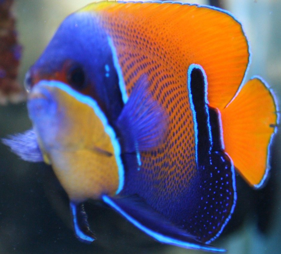 Majestic Angelfish Size: M 3" to 4"