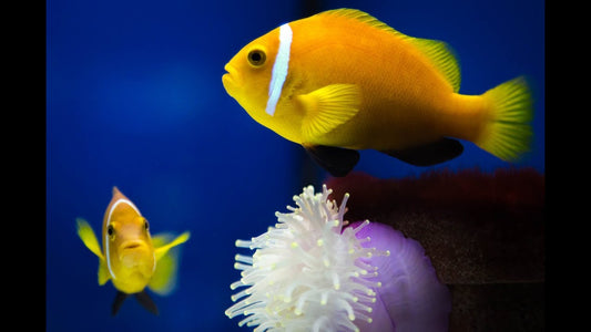 Maldives Skunk Clownfish - Violet Aquarium