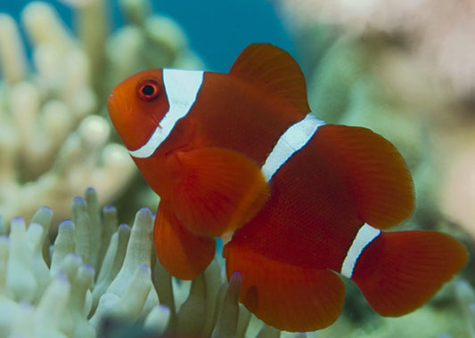 White Stripe Maroon Clownfish - Violet Sea Fish and Coral