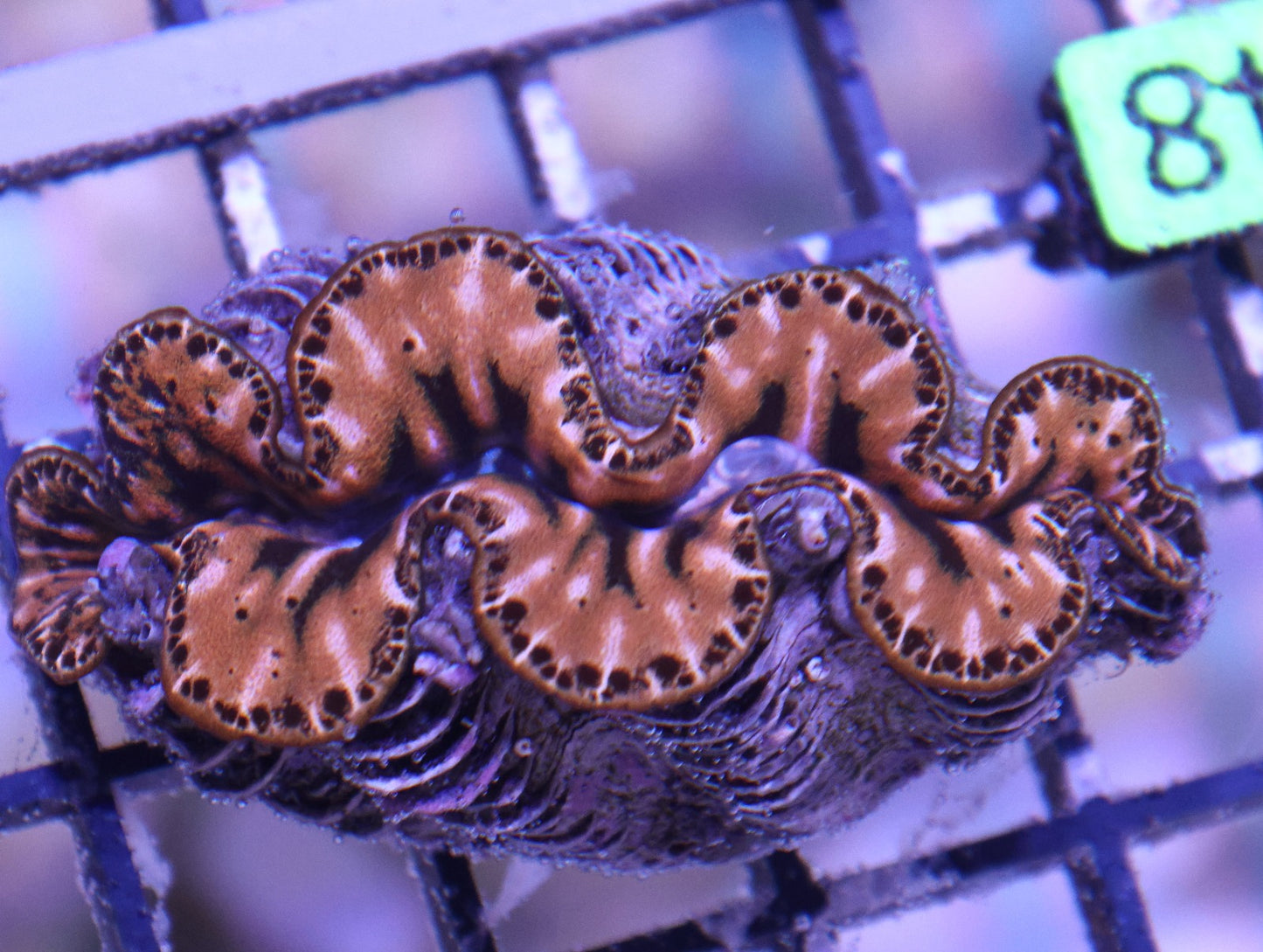 Maxima Ultra Clam (Aquacultured, Color: Amber, Ivory, Gold, Maroon) Size: ML 3.5"-4"