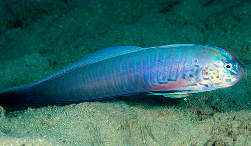Rare blue barred ribbon goby Size: XXL/Show 6" to 7"