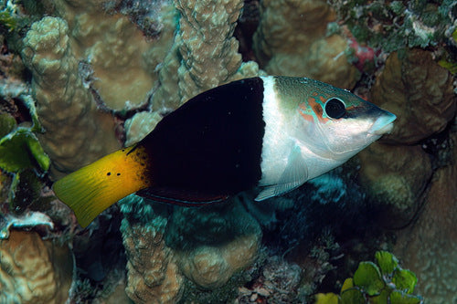 Half and Half Bicolor Thicklip Wrasse Size: S 1" to 2"