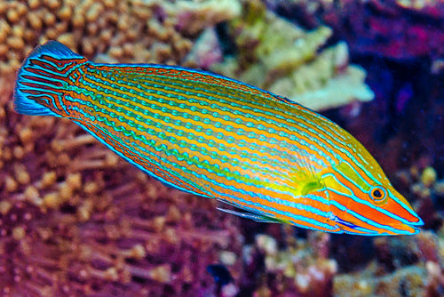 Richmond's Wrasse Size: XL 5"-6"