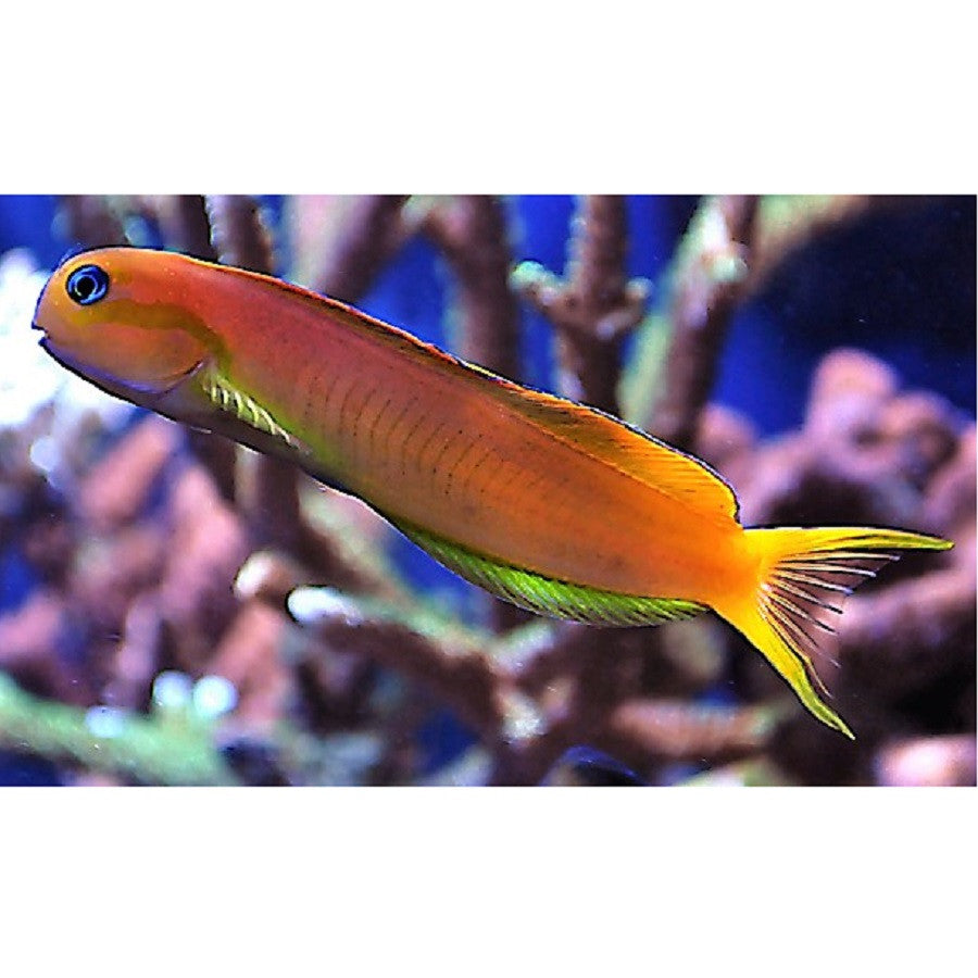 Golden Midas Blenny - Violet Aquarium