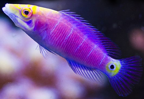 Mystery Wrasse Size: L 2" to 2.5"