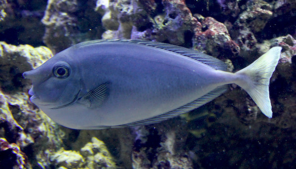 Longnose Spotted Unicorn Tang Size: Tiny 2" and Below