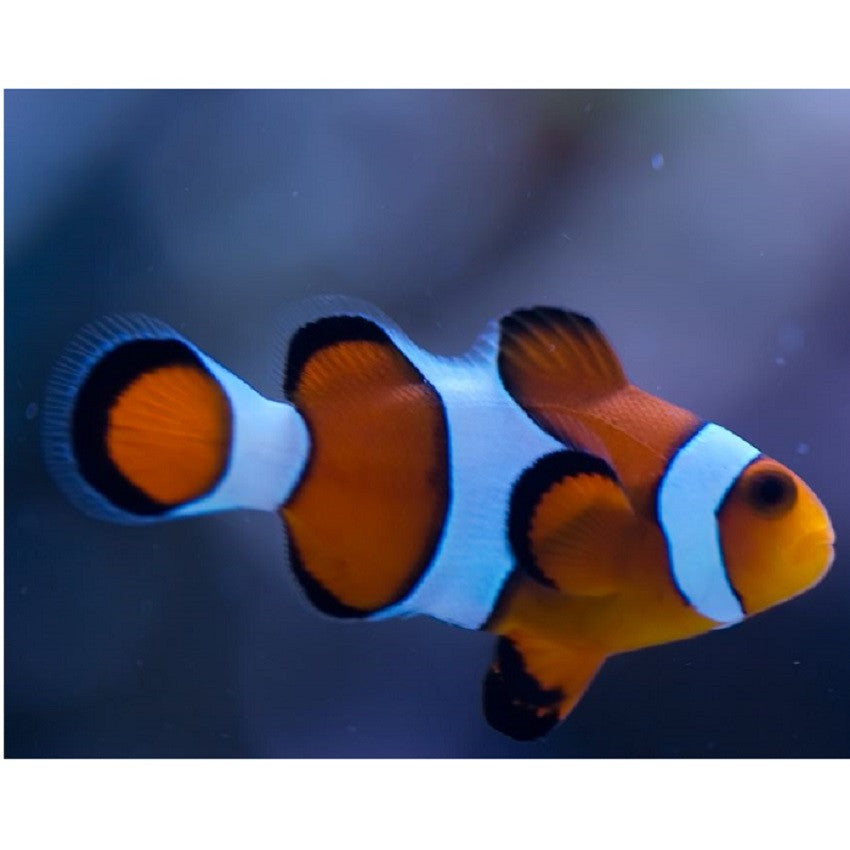 Ocellaris Clownfish - Violet Aquarium