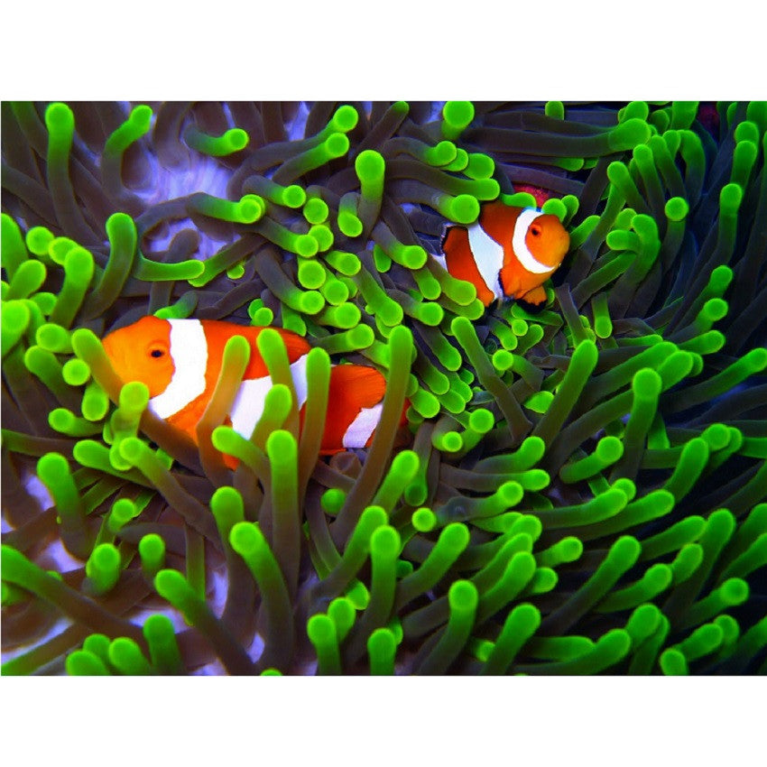Ocellaris Clownfish - Violet Aquarium