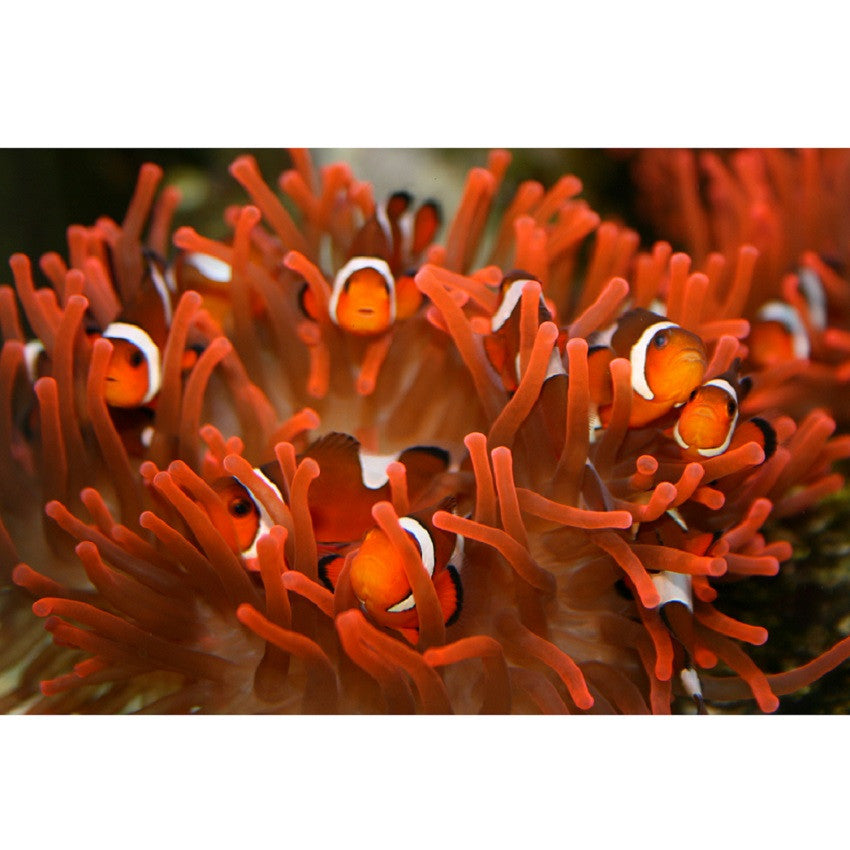 Ocellaris Clownfish - Violet Aquarium