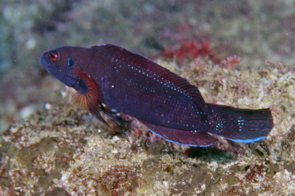 Rare Oman Omanensis Dottyback
