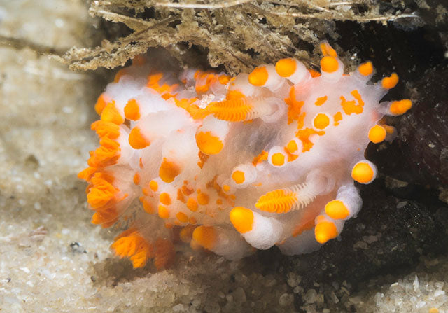 Orange Nudibranch