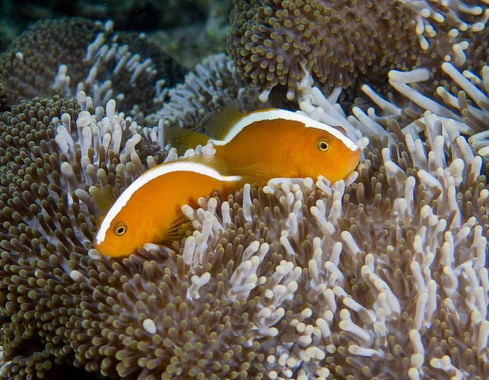Tonga Orange Skunk Clownfish Mated Pair