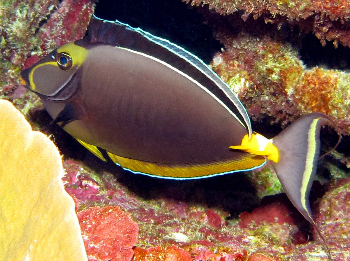 Naso Tang Size: XXXL/Show Streamers 9" and Above - Violet Aquarium