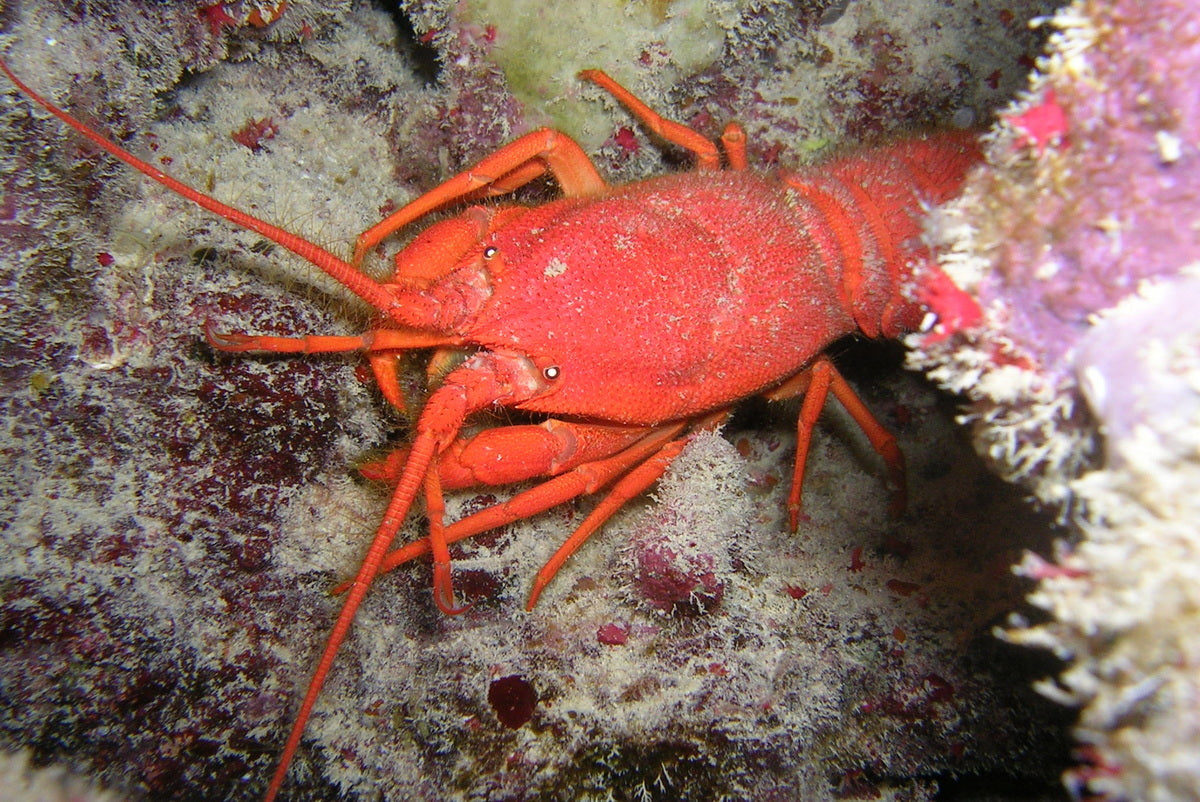 Red Dwarf Spiny Lobster Size: 1" to 2"