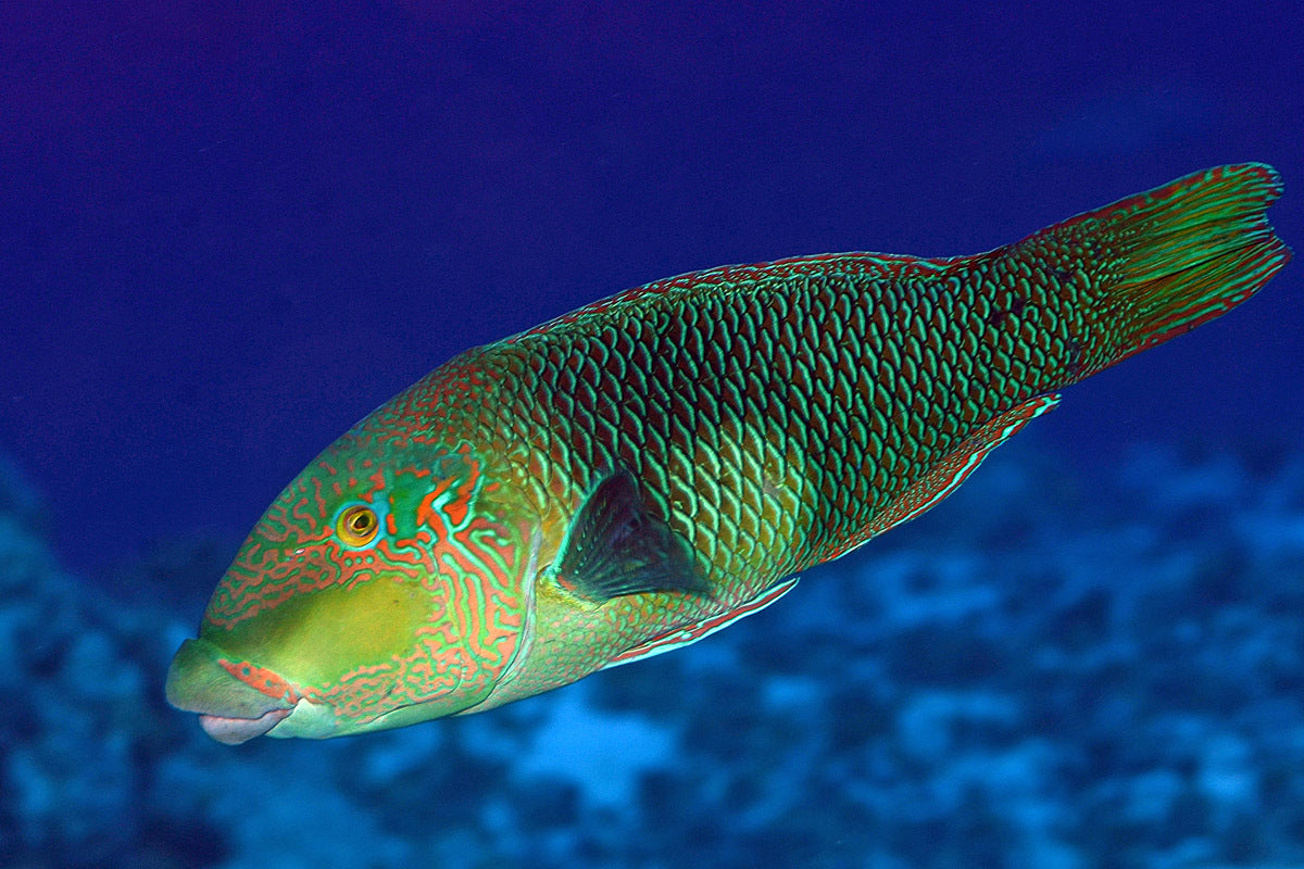 Half and Half Bicolor Thicklip Wrasse Size: Tiny 1" or Below - Violet Aquarium