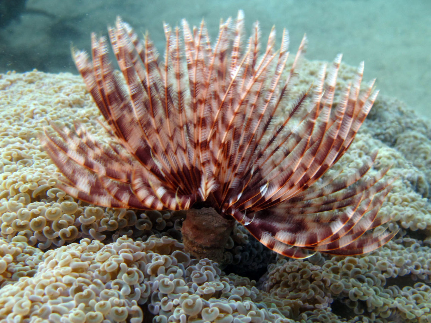 Indian Feather Duster