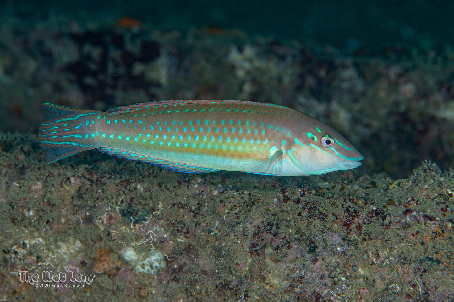 Painted Wrasse Size: L 4" to 5" Solomon Islands