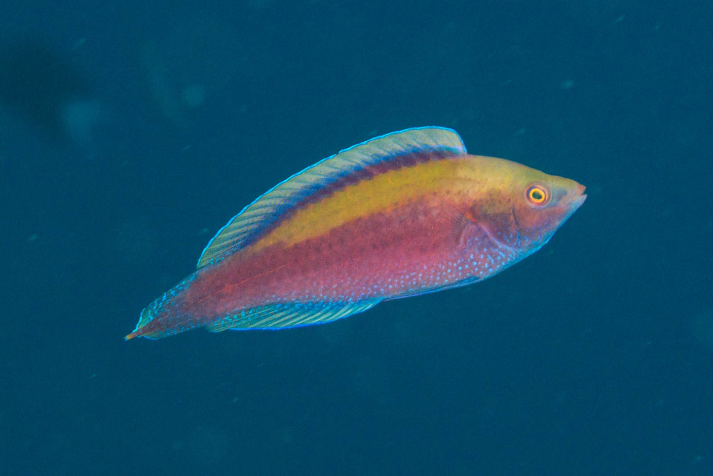 Rare Solomon Islands Rasberry Fairy Wrasse Size: XL 2.5" to 3.5"