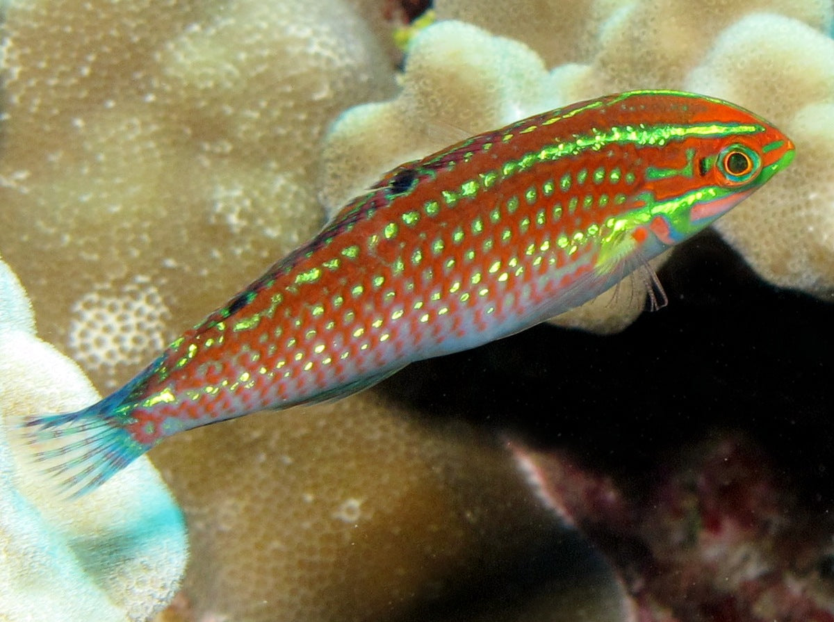 Christmas Wrasse Size: Tiny 1" or Below