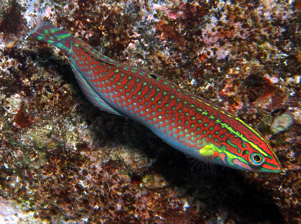 Christmas Wrasse Size: Tiny 1" or Below