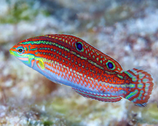 Christmas Wrasse Size: M 1.5" to 2"