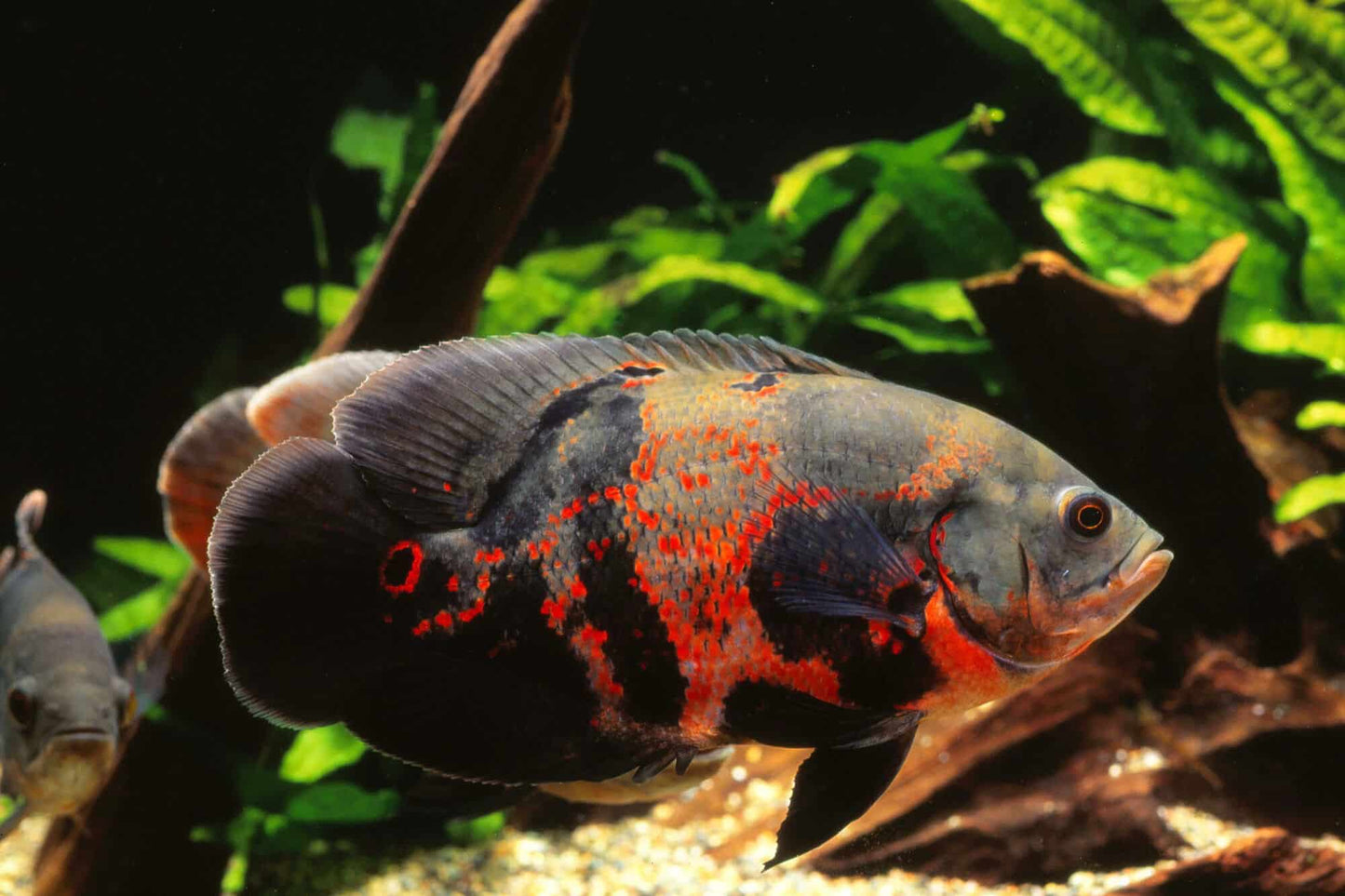 Oscar Red Size: M 3.75" to 4"