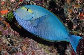 Rare Solomon Islands Pale Surgeon