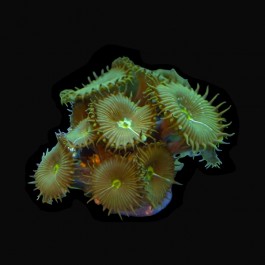 Grande Forrest Green Playthoa Size: L 1" to 1.5" Diameter Approx