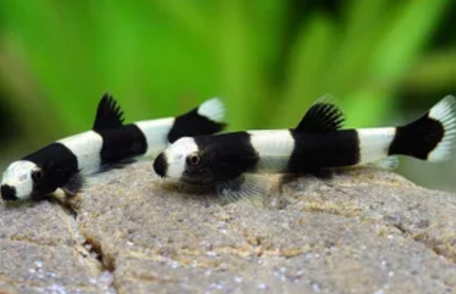 Panda Loach