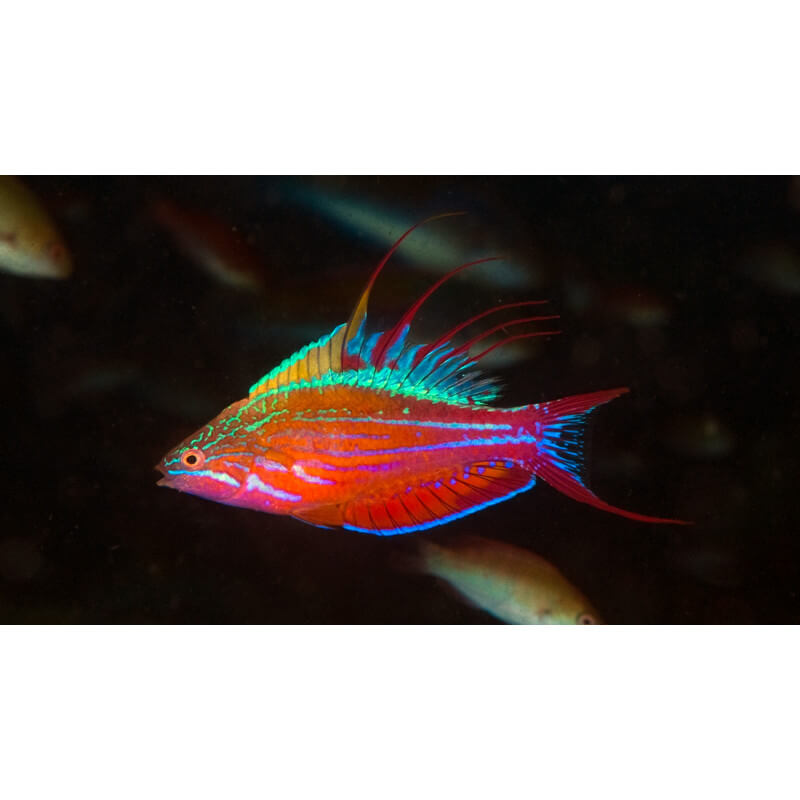 Rare Solomon Islands Filament Flasher Wrasse Size: XL 2.5" to 3.5"