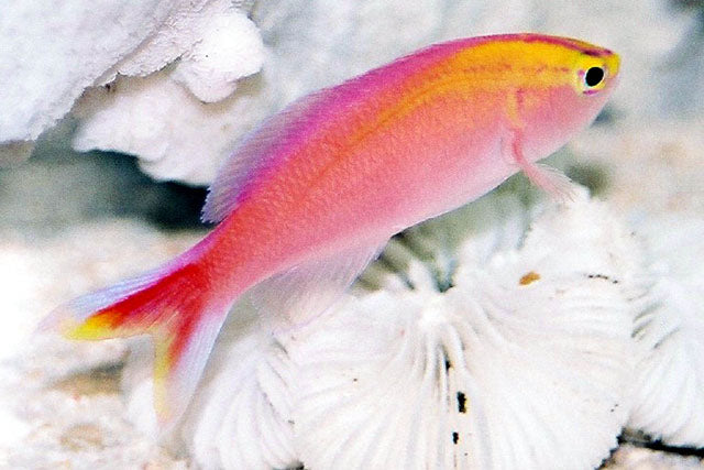 Diamond Anthias