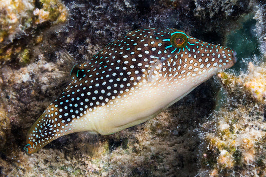 Pearl Toby Pufferfish - Violet Sea Fish and Coral