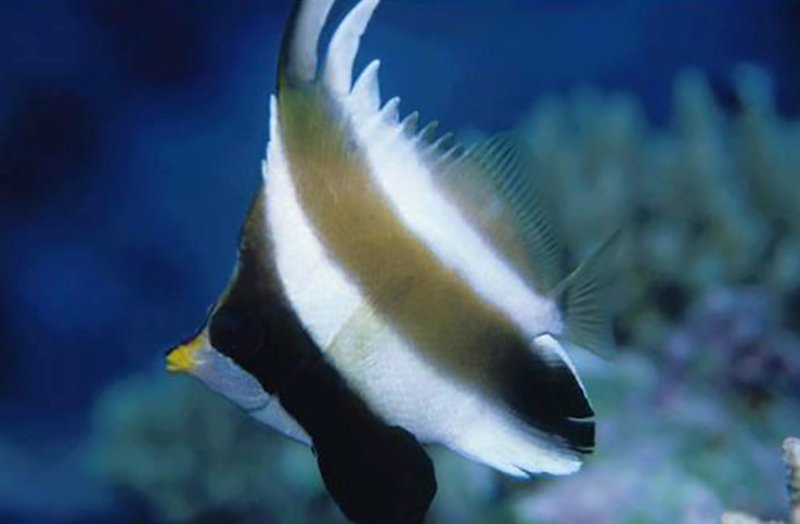 Threeband Pennant Butterflyfish Size M: 2" to 3"