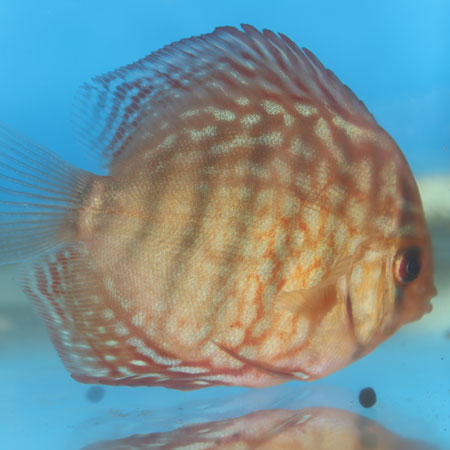 Discus Pigeon Blood(Maldives) Size: XL 5" to 7"