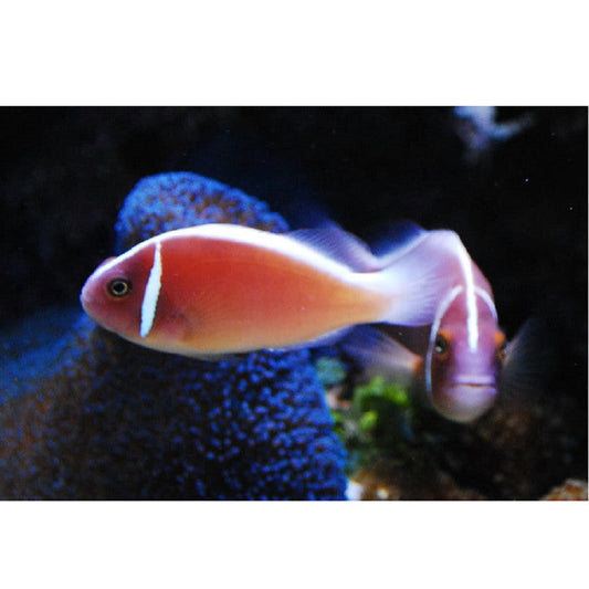 Pink Skunk Clownfish - Violet Aquarium