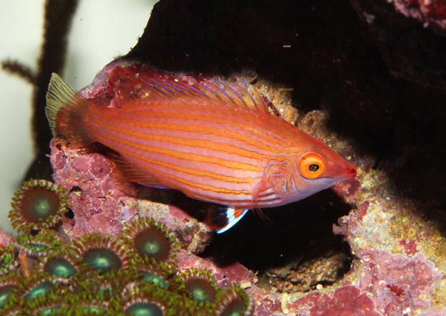 Pink-Streaked Wrasse Size: M 1.5" to 2"