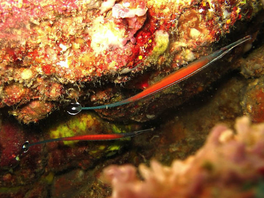 Janss' Pipefish - Violet Aquarium 