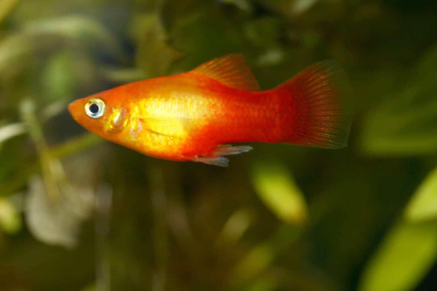 Platy Red Calico Size : S 1.75" to 2"