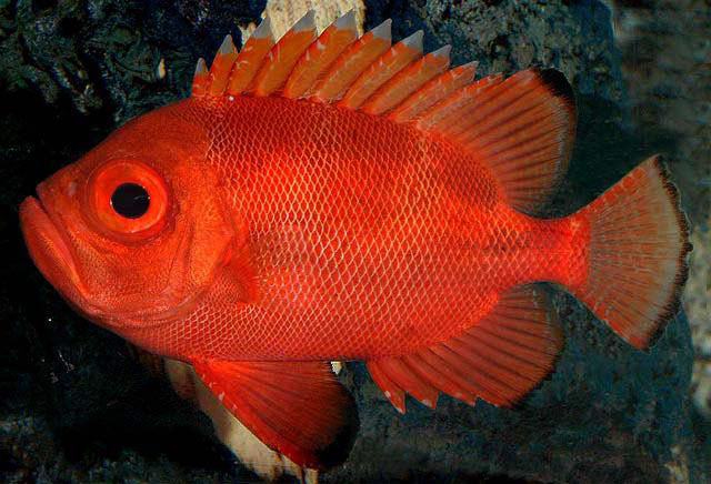 Popeye Catalufa Soldierfish - Violet Aquarium