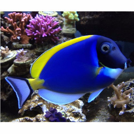 Powder Blue Tang (Maldives) Size: M 3" to 3.5"