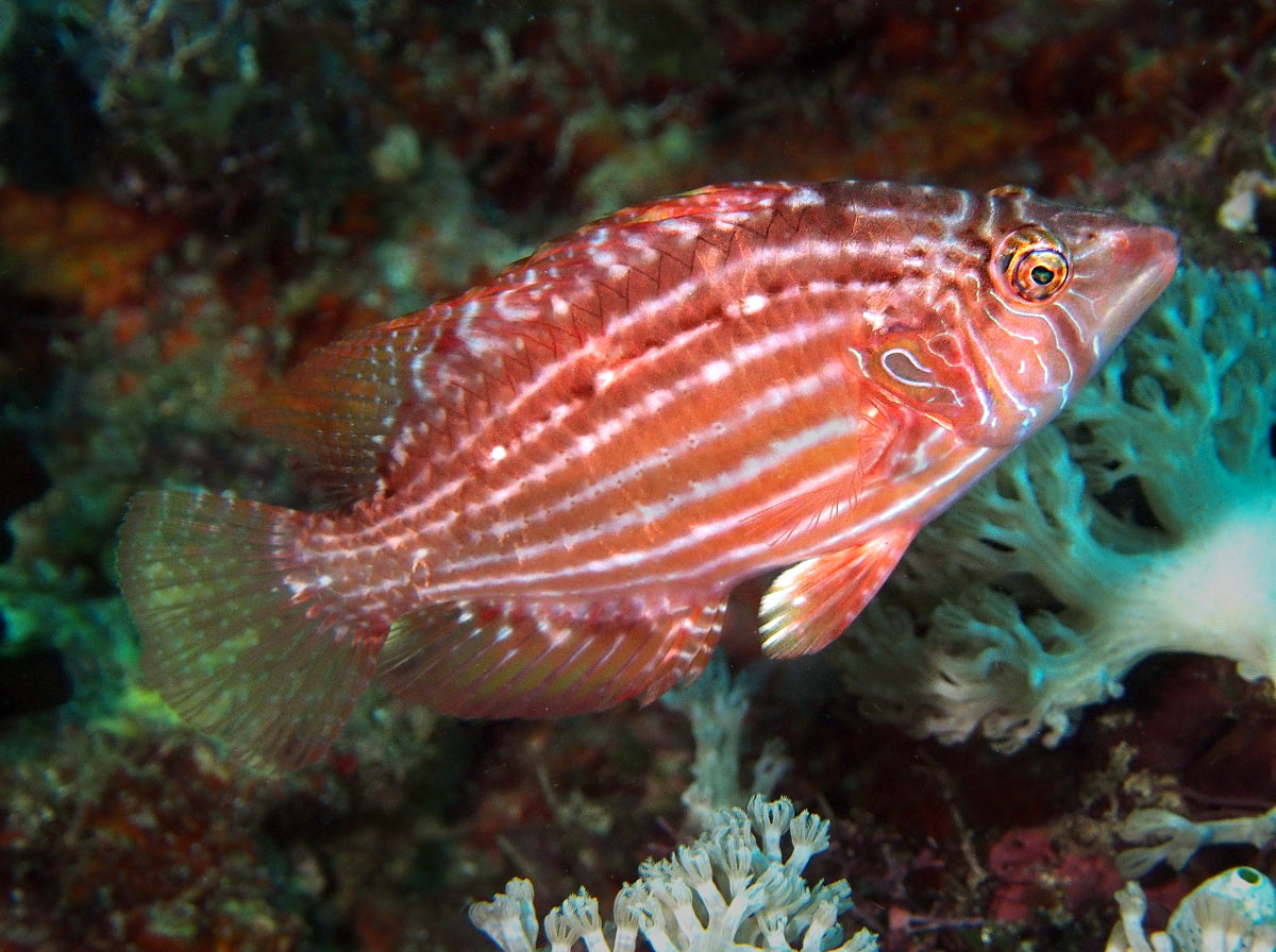 Rare Red Cockerel Wrasse Size: ML 2" to 2.5"