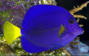 Purple Tang Size: L 4.0" to 4.5"