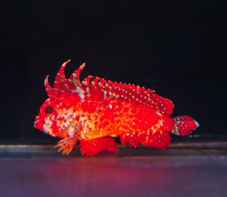 Red Rooster Pygmy Waspfish (Cockatoo Fish)